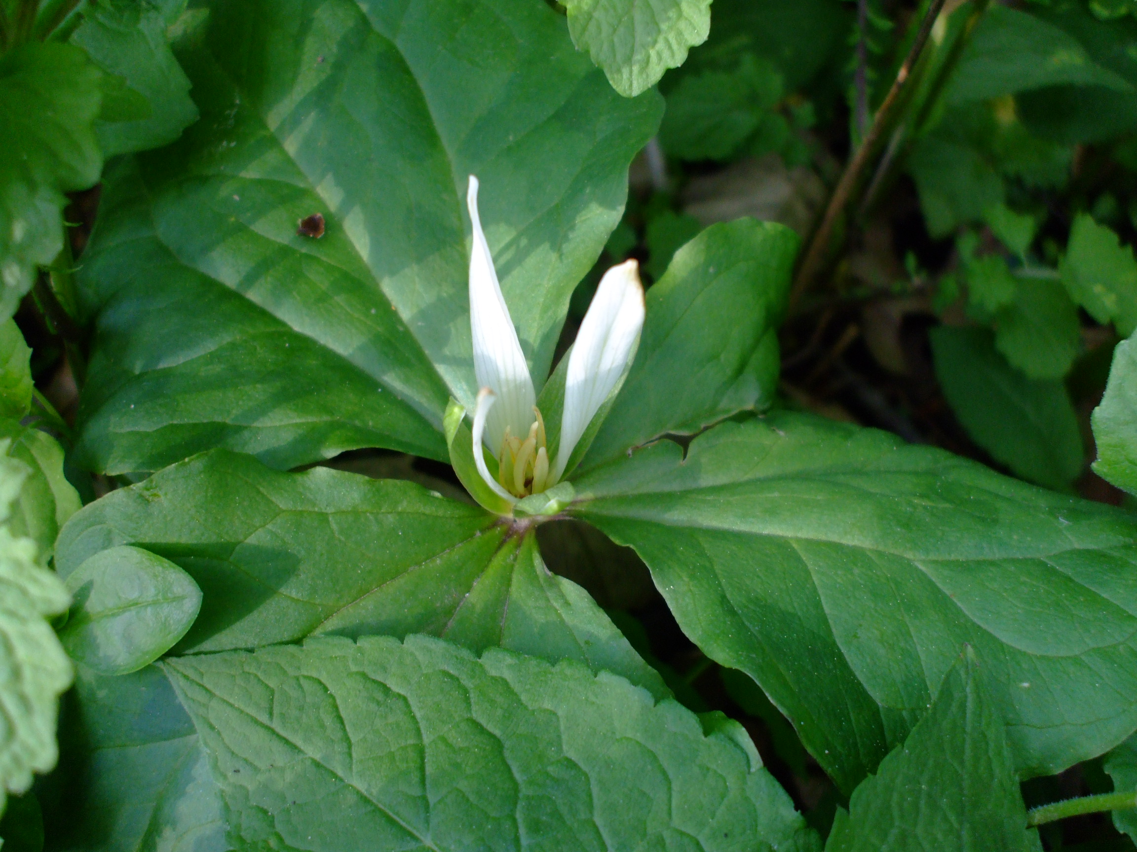 Trillium chloropetalum